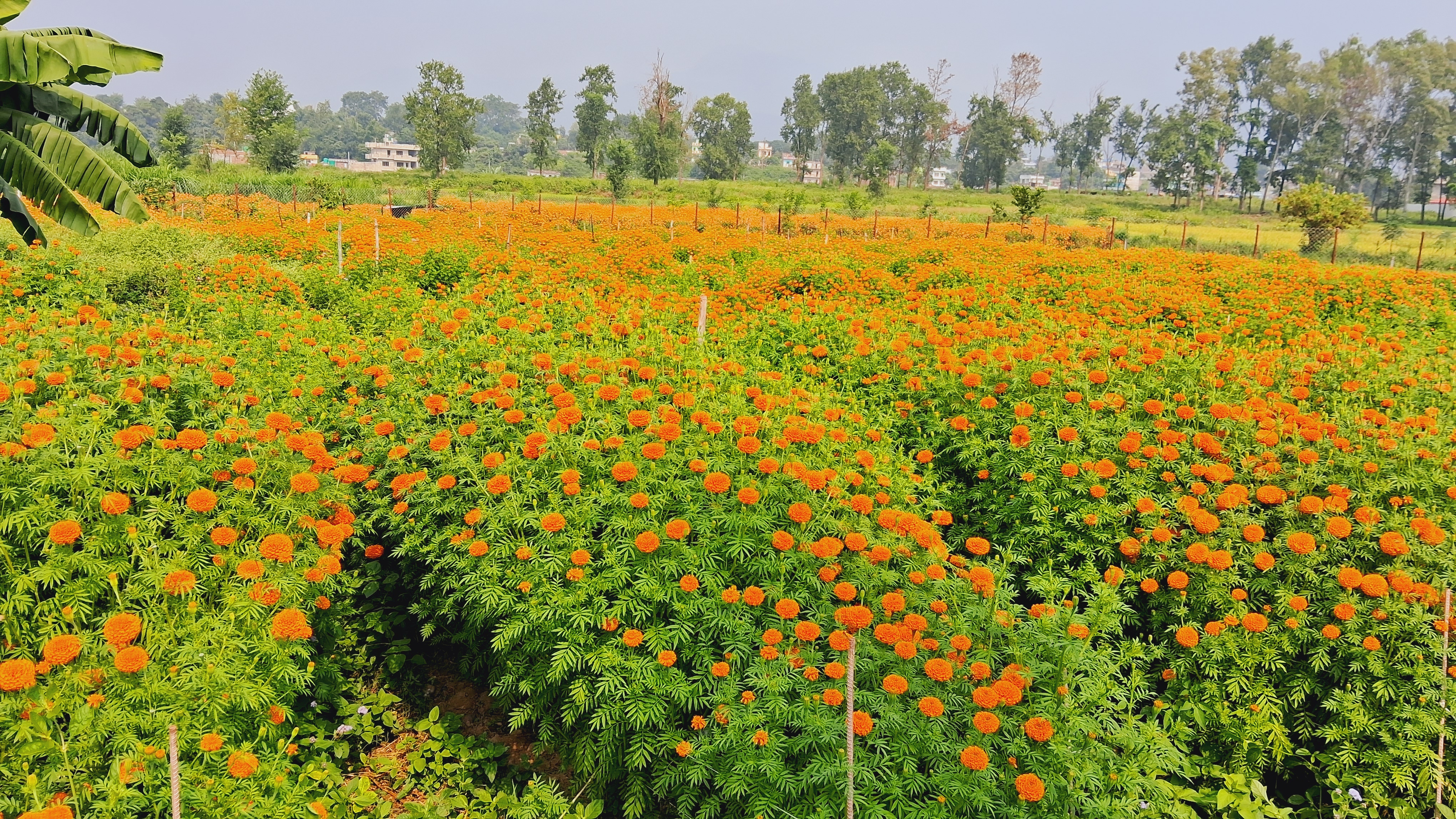 तिहारका लागि फूल तयार, प्लास्टिकजन्य मालाको प्रयोगलाई निषेध